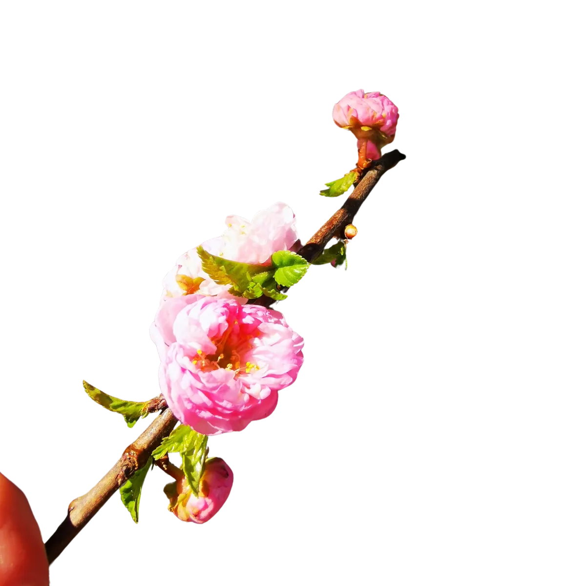 prunus triloba / ukrasni badem - slika 3
