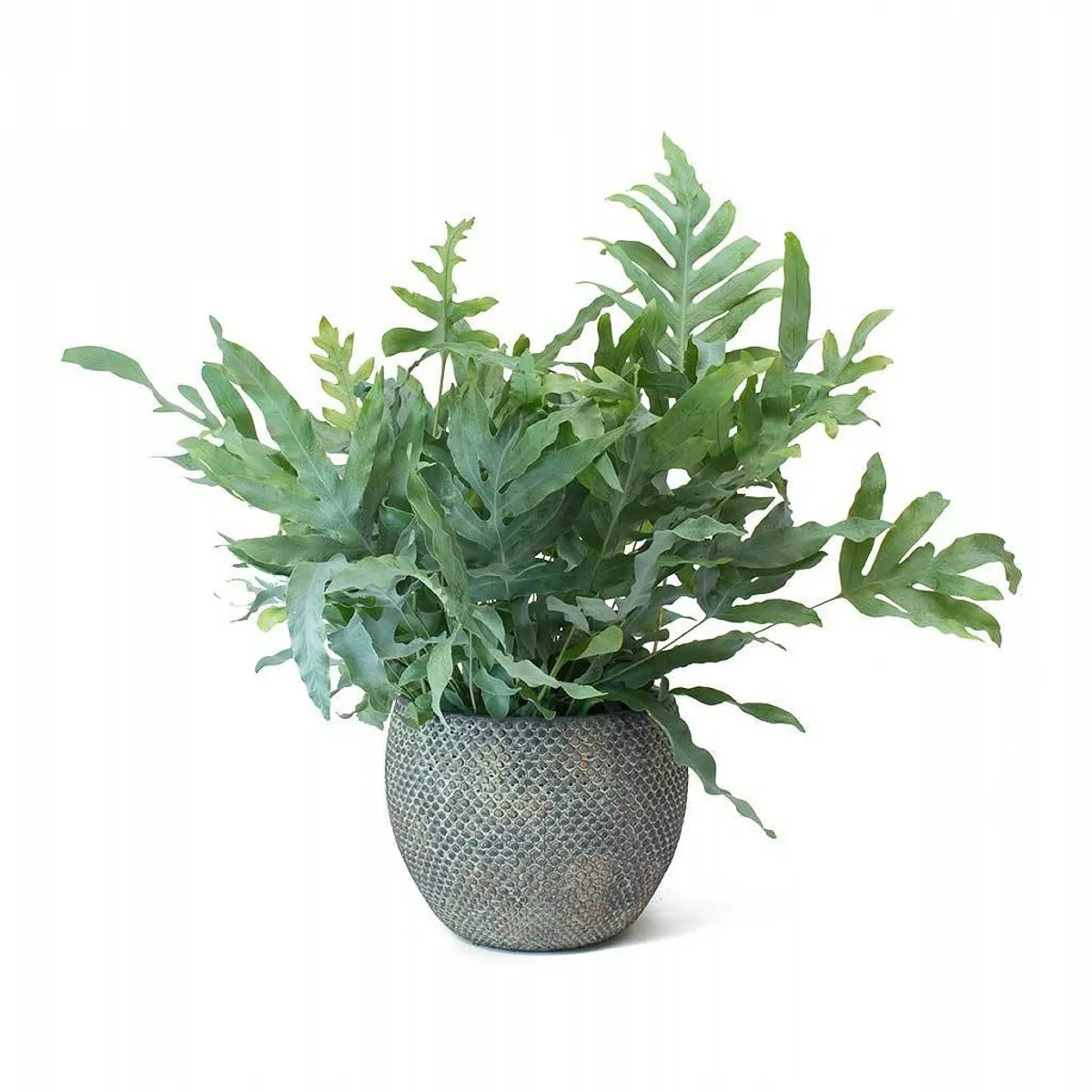 phlebodium aur “blue star” - slika 2