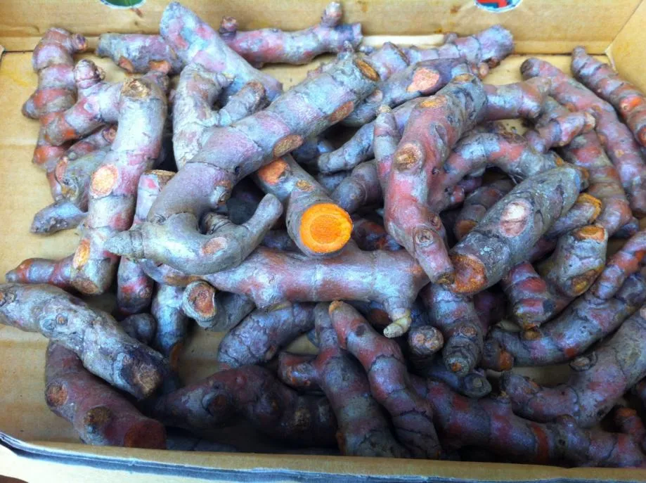 kurkuma velika - svježa bio 120 kn/kg - slika 2