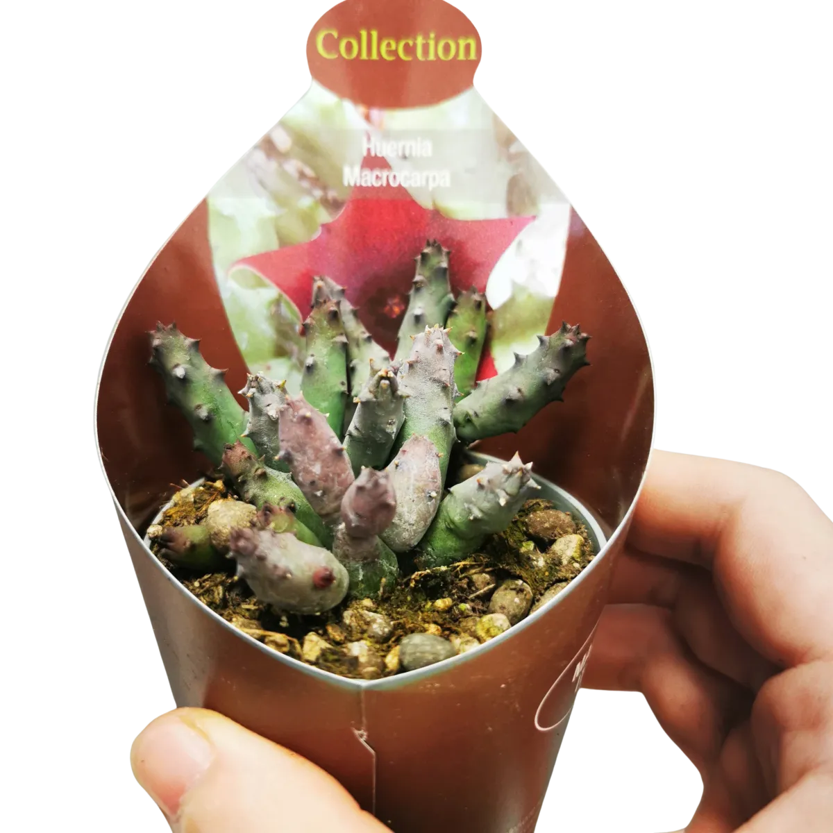 huernia “macrocarpa” - slika 2
