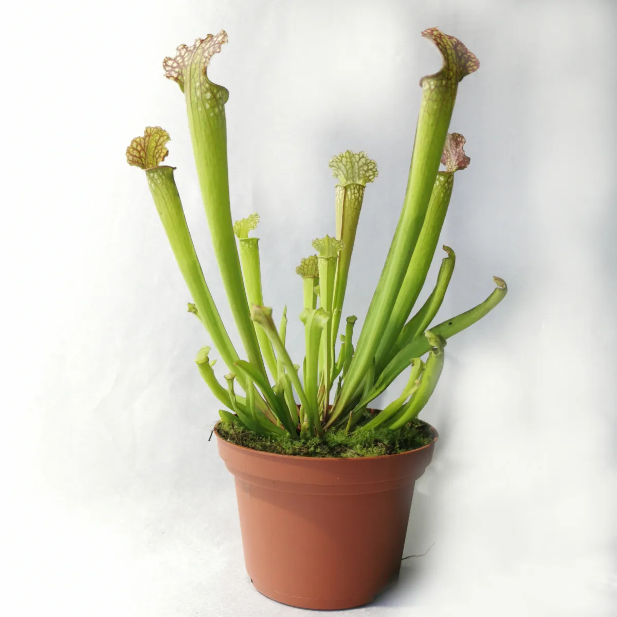 dionaea muscipulata/muholovke - slika 5