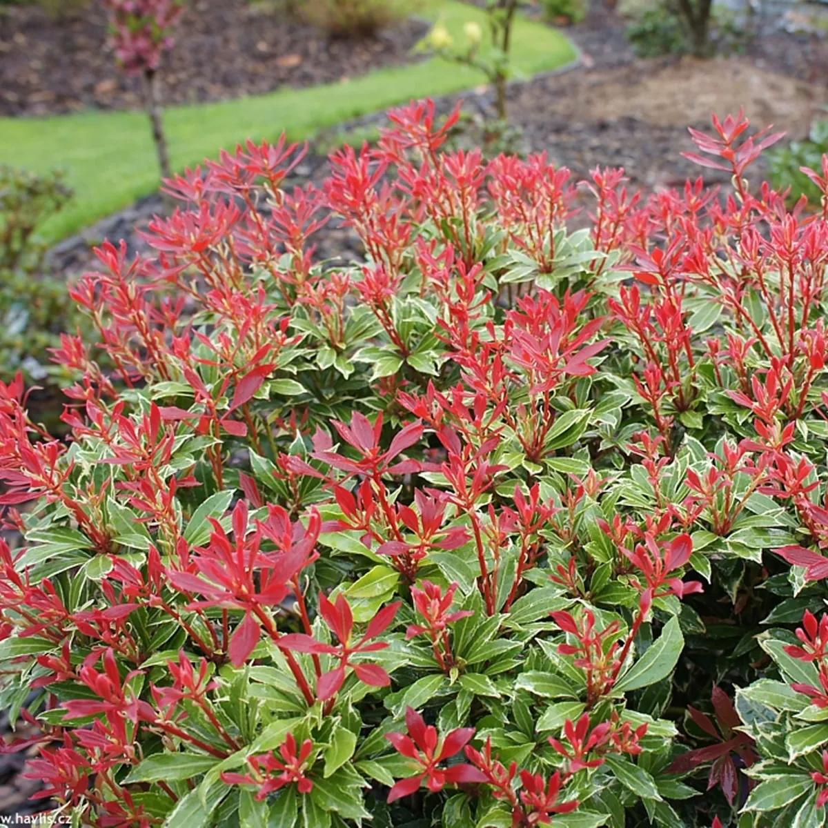 pieris jap. “carnaval” - slika 3