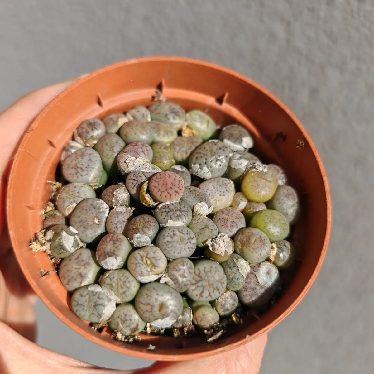 lithops species - slika 8