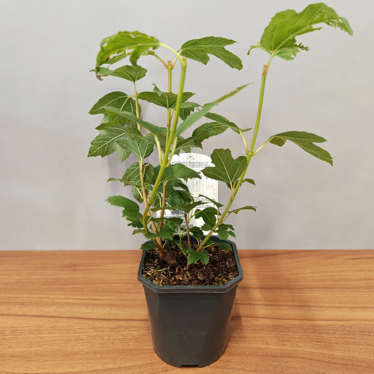 viburnum op. “roseum”-snjež.grude - slika 2