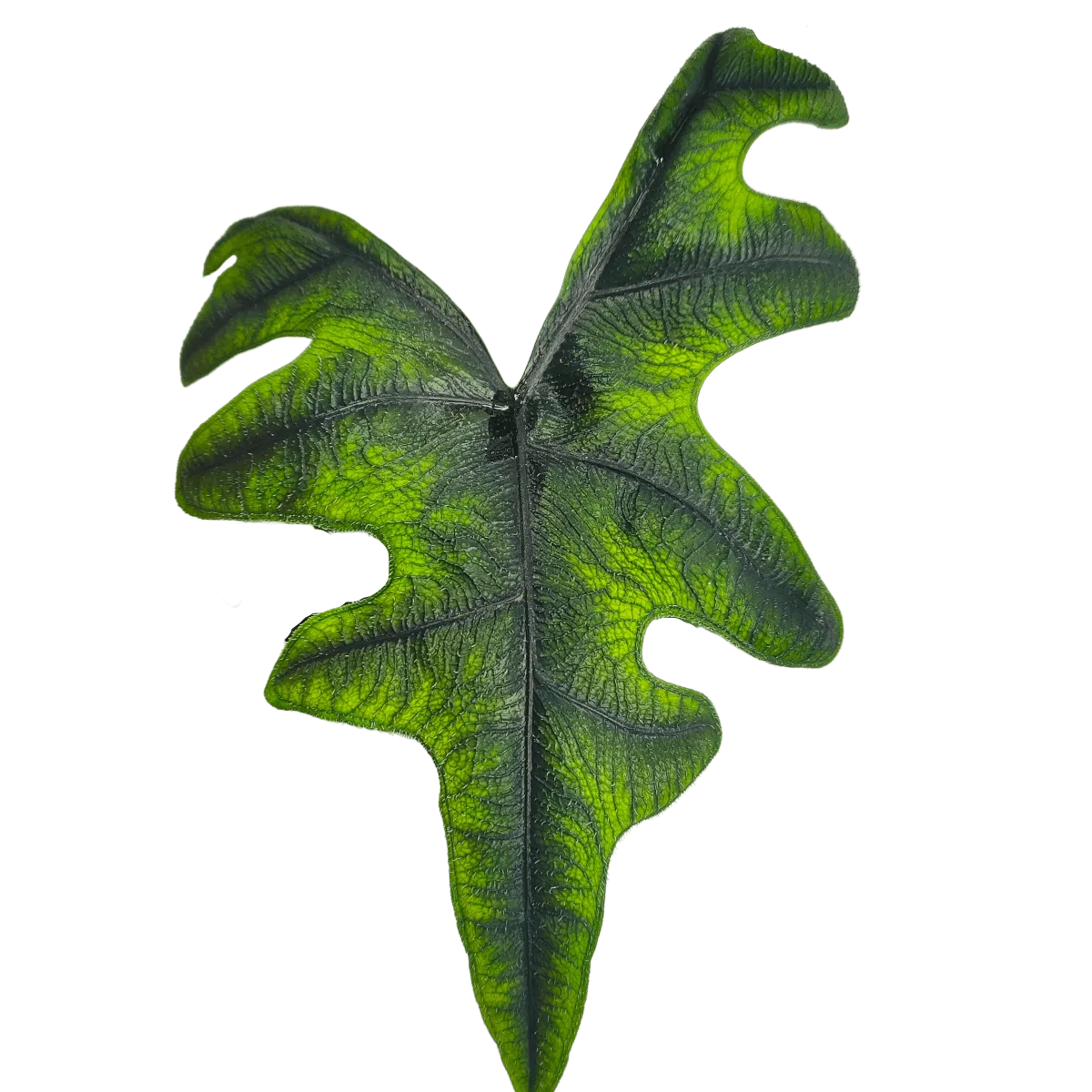 alocasia “jacklyn” - slika 5