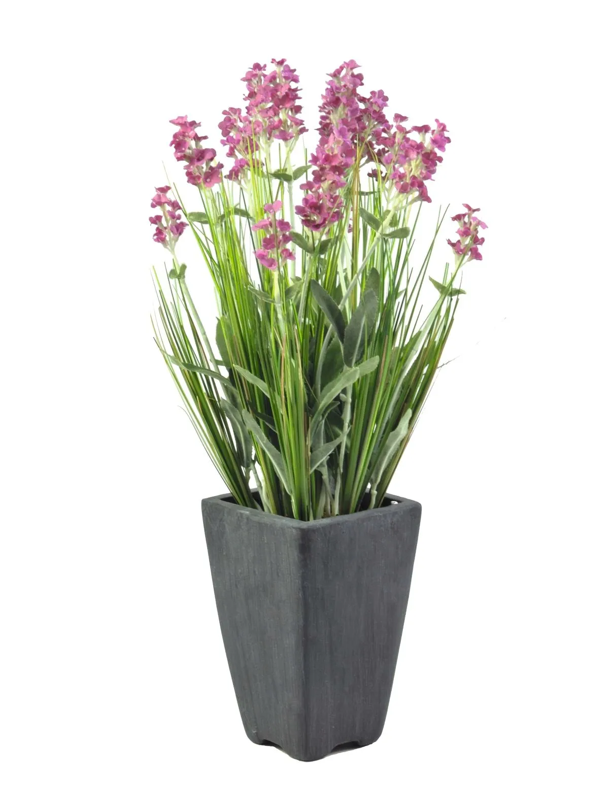 EUROPALMS Lavender, rose, in pot, 45cm - Križevci