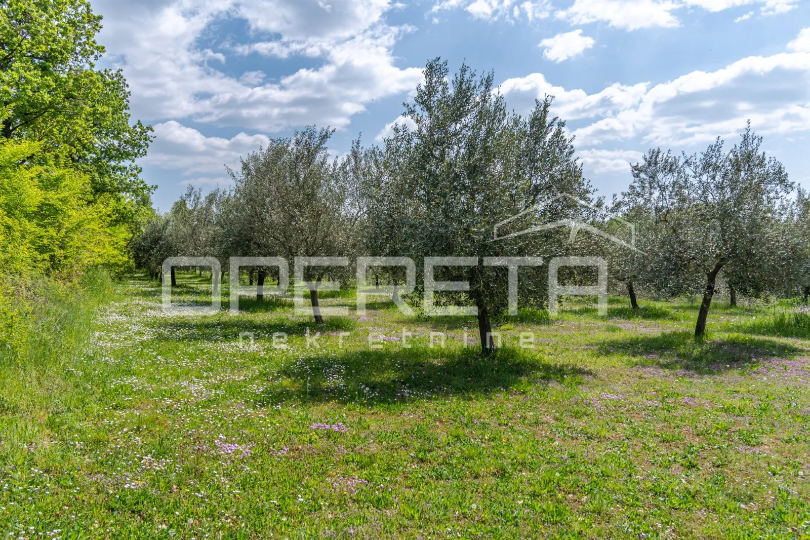 istra, poreč - maslinik u blizini poreča - slika 3