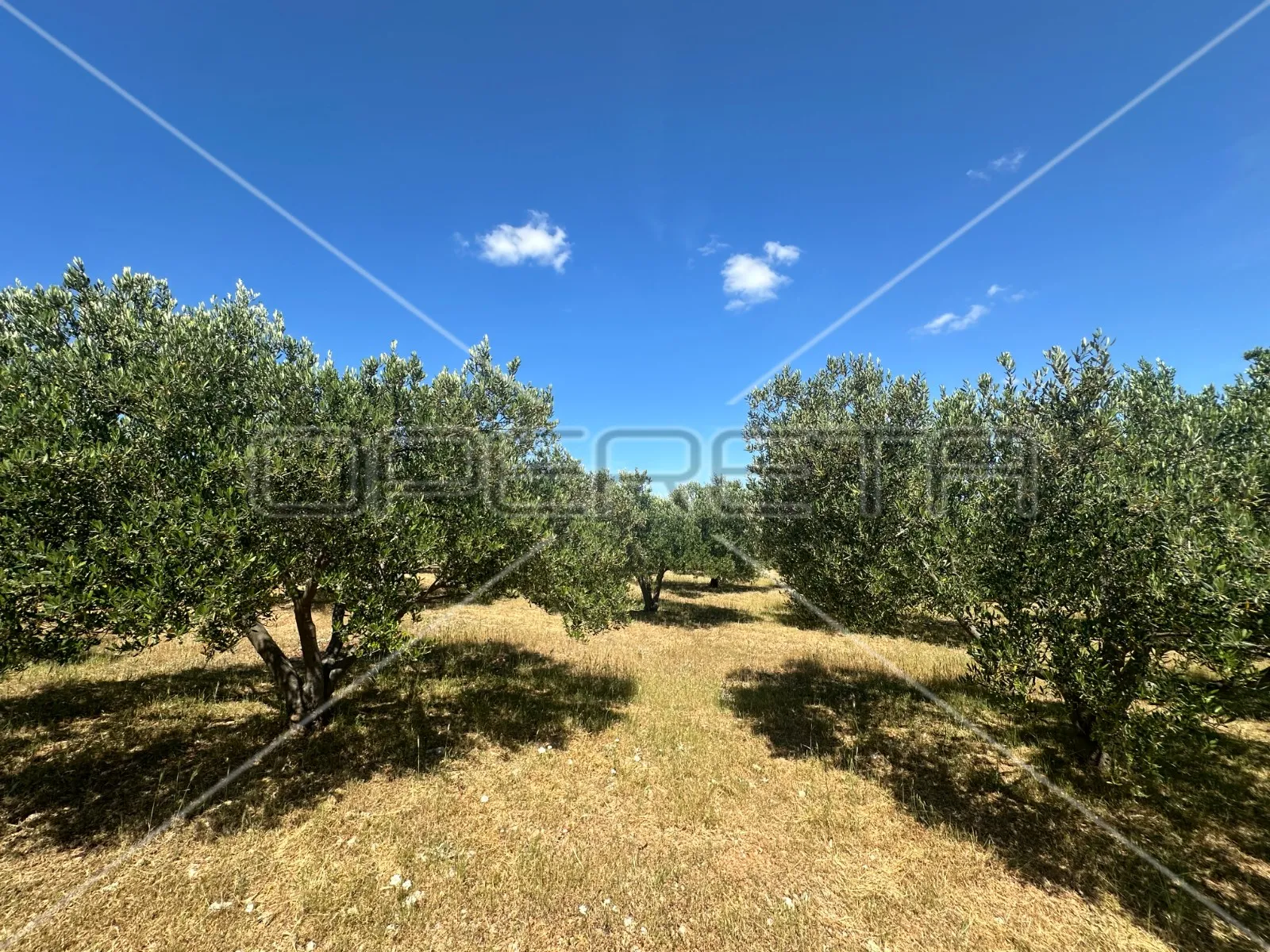 poljoprivredno zemljište idealno za agroturizam, dazlina, 45.000 m2 - slika 6