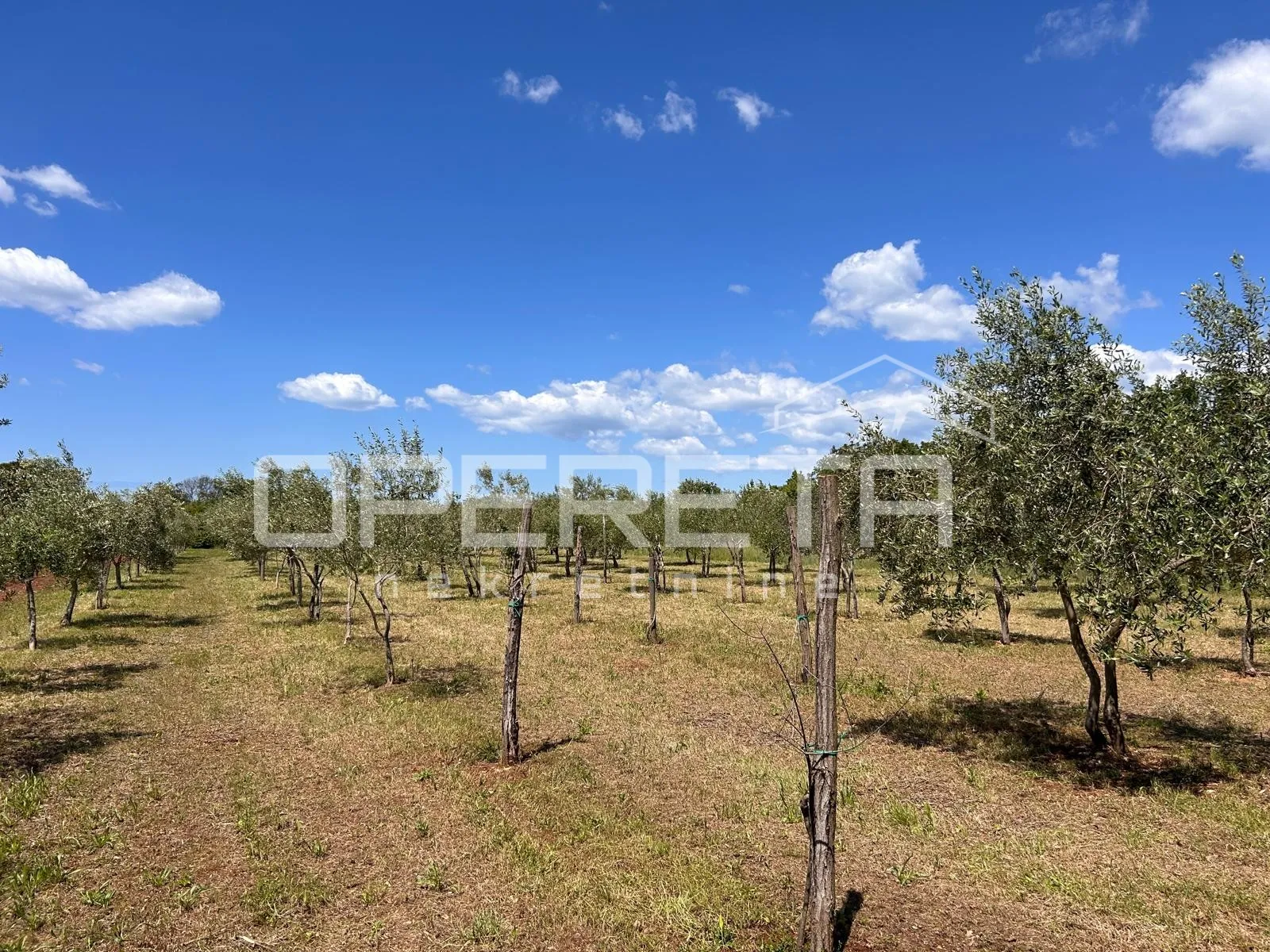 juršići, juršići, 2.449,00 m2, 83.000,00 eur - slika 3