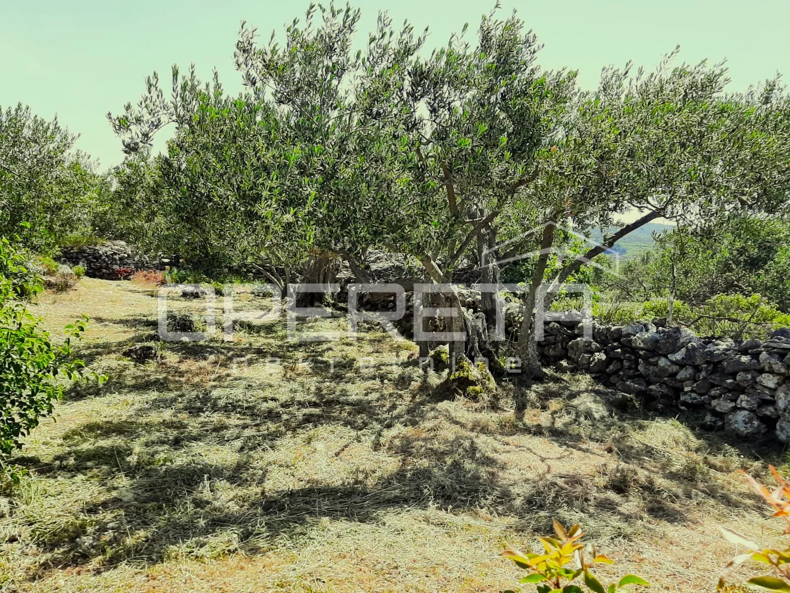poljoprivredno zemljište, 4.834 m2, splitska, brač - slika 9