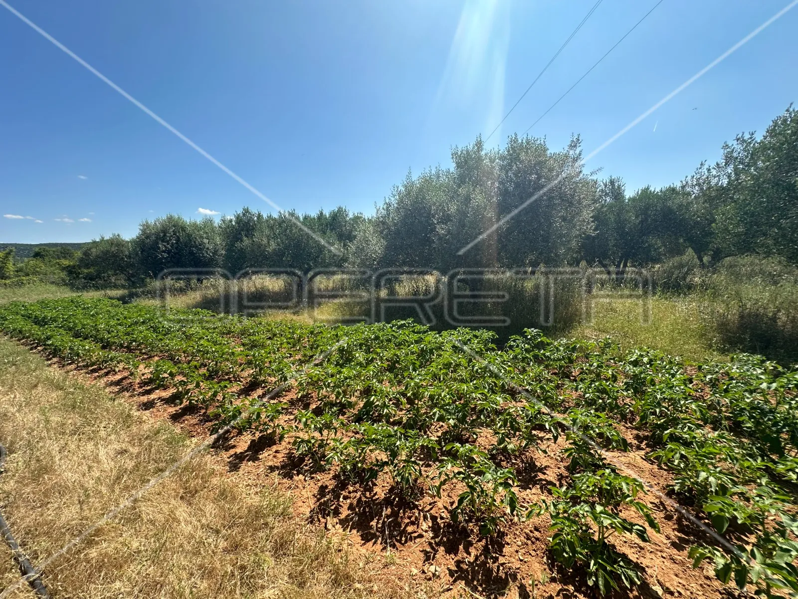 poljoprivredno zemljište idealno za agroturizam, dazlina, 45.000 m2 - slika 3