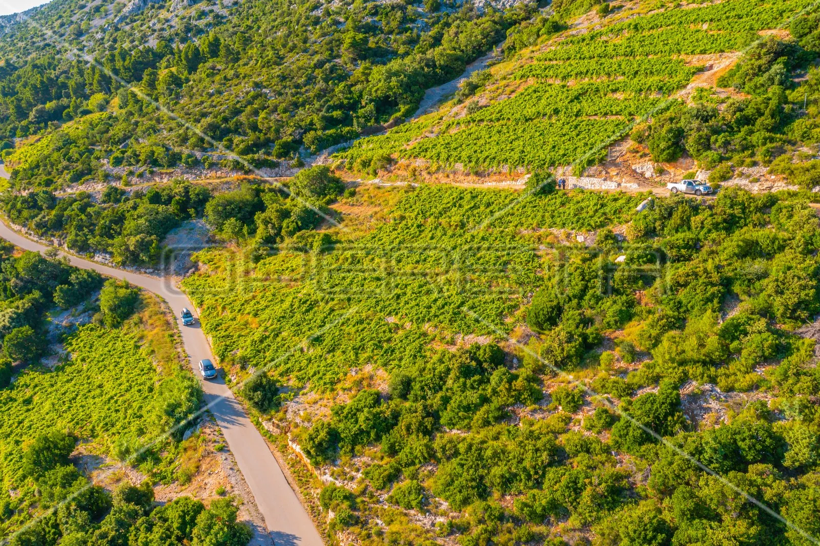zemljište, 12.257 m2, dingač, pelješac, 40 eur/m2 - slika 4
