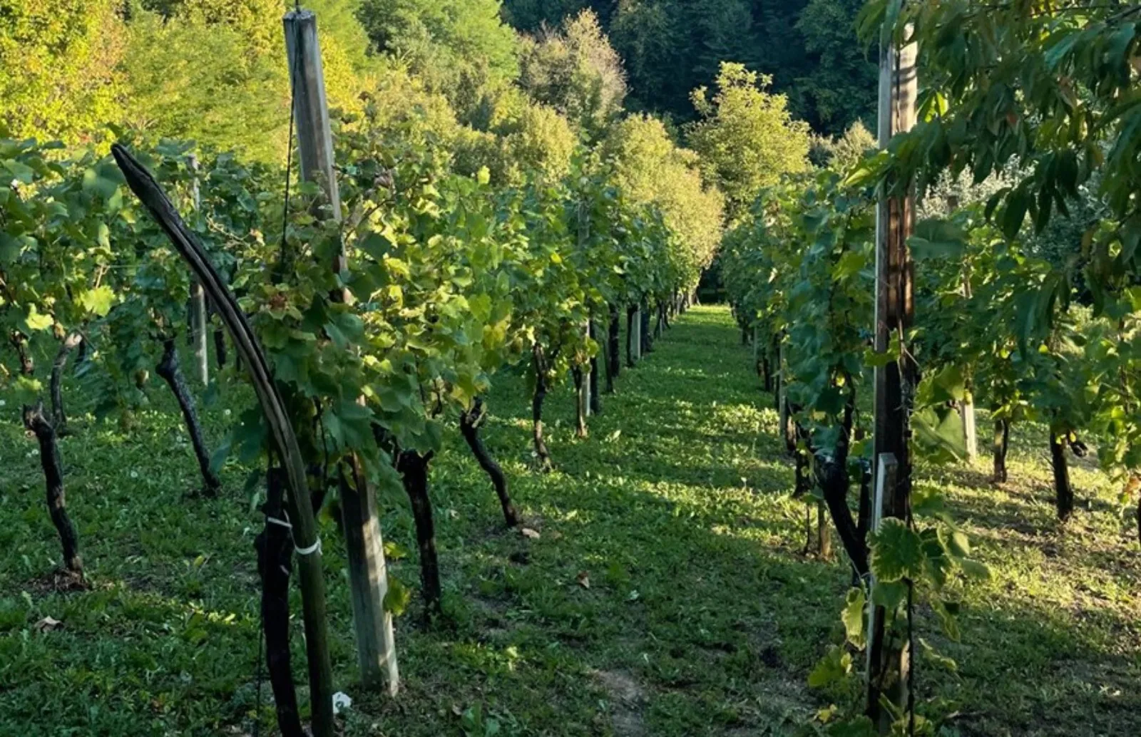 prodaja, kuća, gornja voća, gornja voća, samostojeća, 78m2 - slika 22