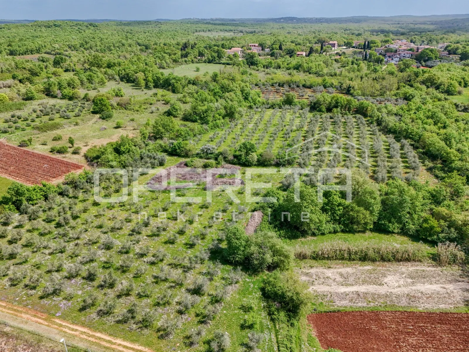 istra, poreč - maslinik u blizini poreča - slika 4