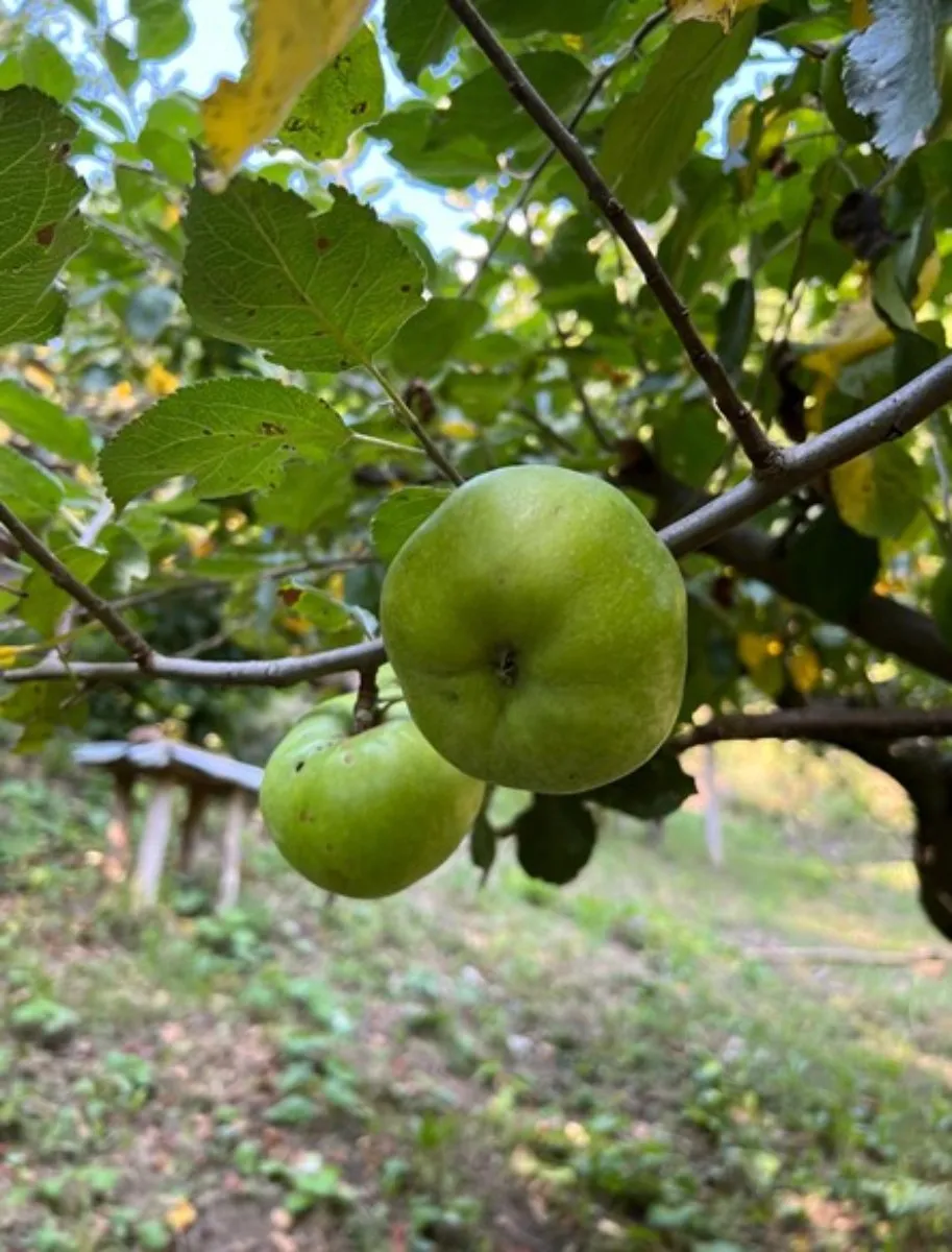prodaja, kuća, gornja voća, gornja voća, samostojeća, 78m2 - slika 24