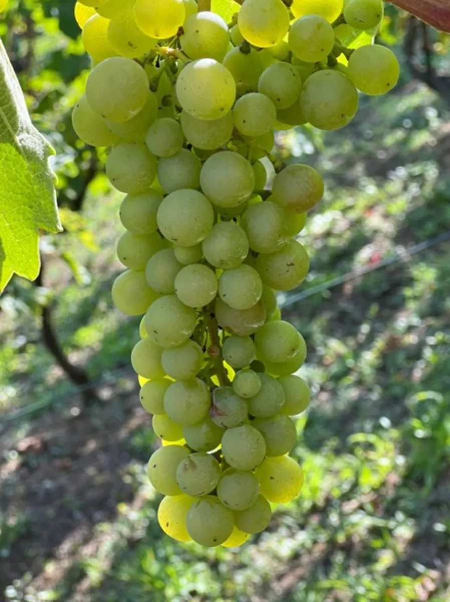 prodaja, kuća, gornja voća, gornja voća, samostojeća, 78m2 - slika 25