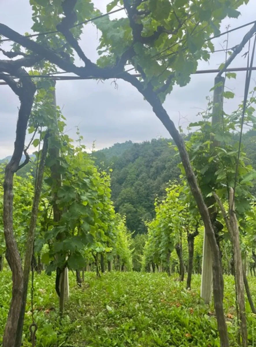 prodaja, kuća, gornja voća, gornja voća, samostojeća, 78m2 - slika 26