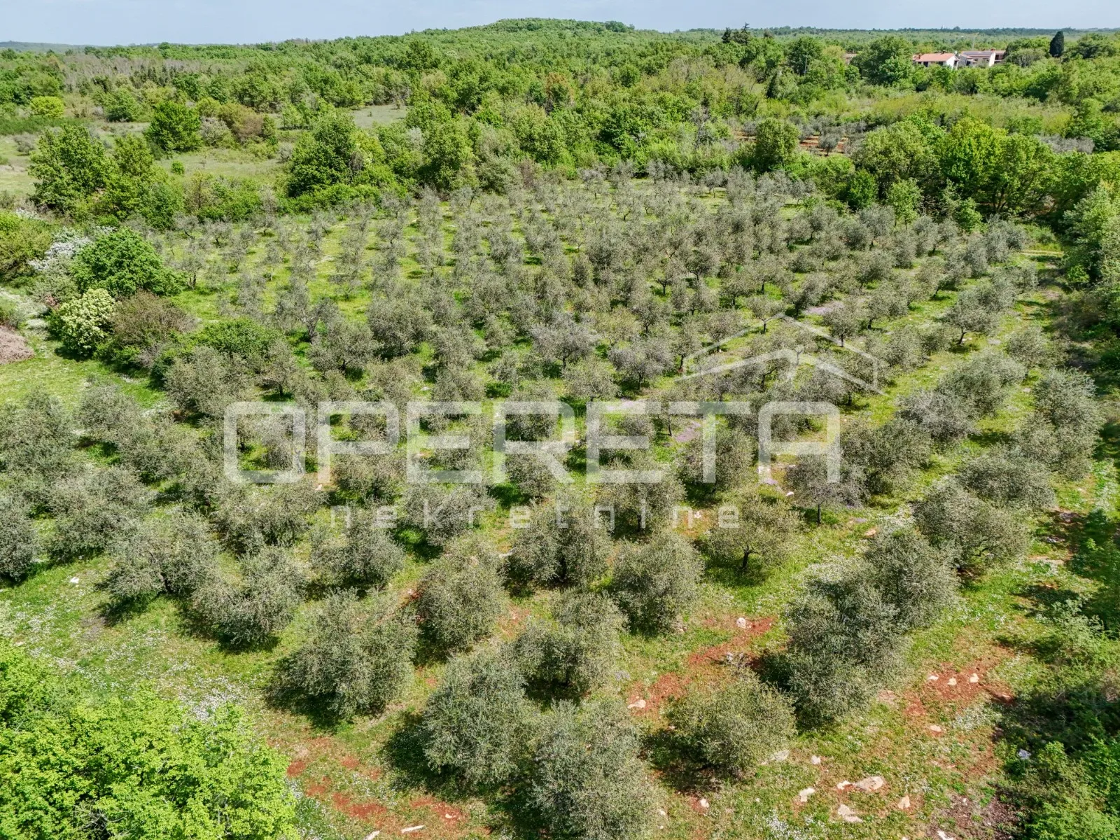 istra, poreč - maslinik u blizini poreča - slika 5