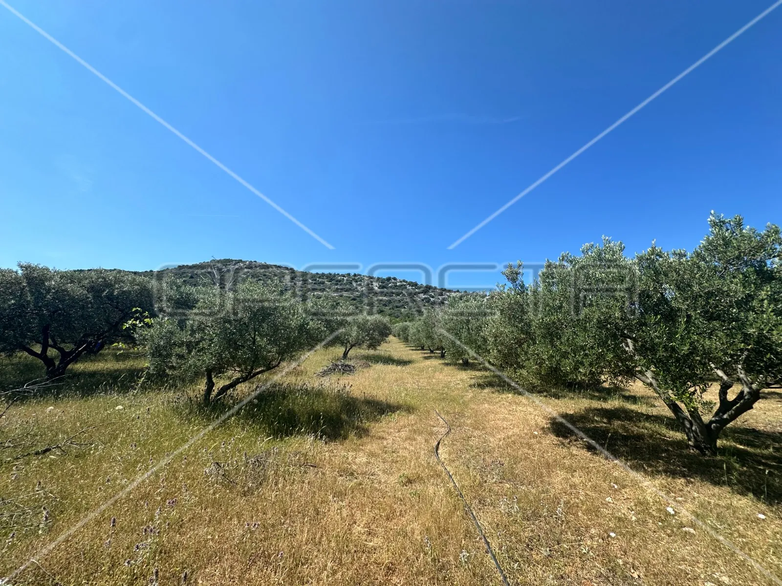 poljoprivredno zemljište idealno za agroturizam, dazlina, 45.000 m2 - slika 4