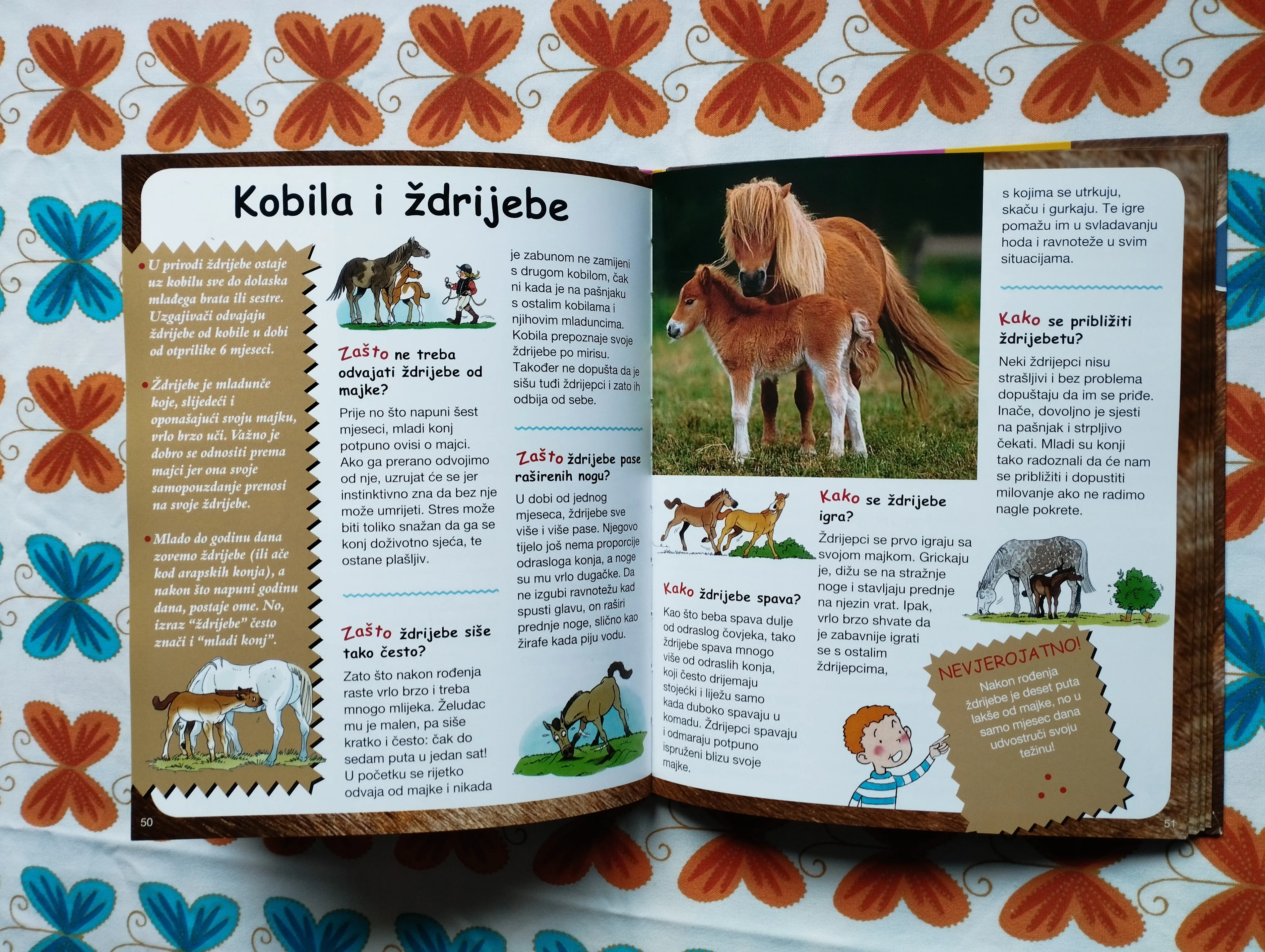 zašto kako - konji - slika 6