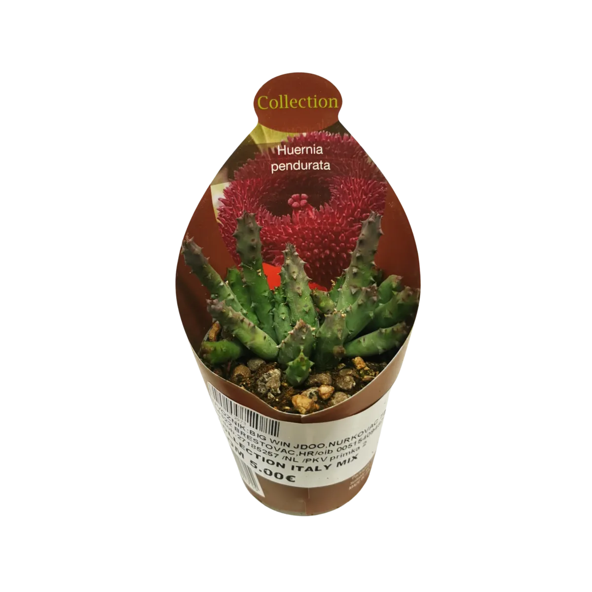 huernia “pendurata” - slika 4