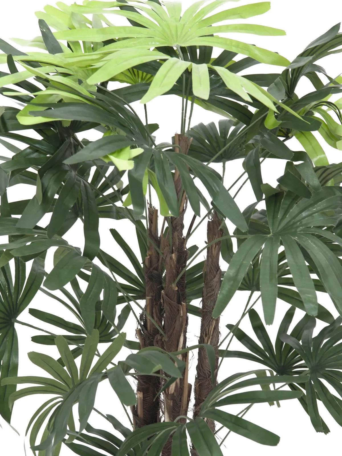 europalms raphis palm tree, 90cm - slika 2