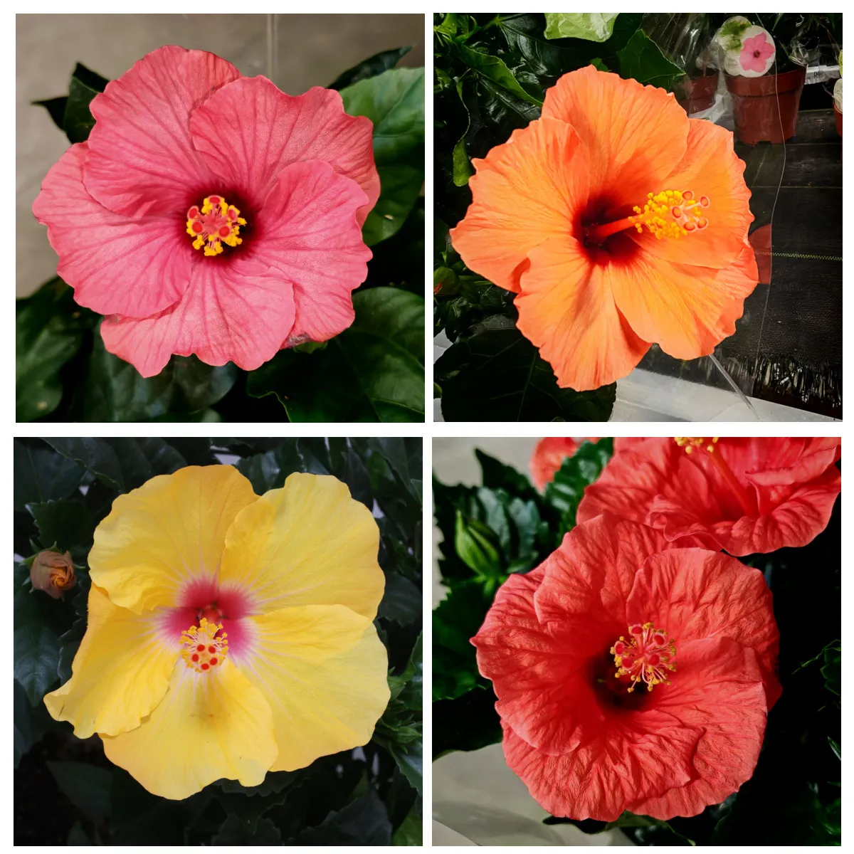 Hibiscus Rosa Sinensis - Brestovac