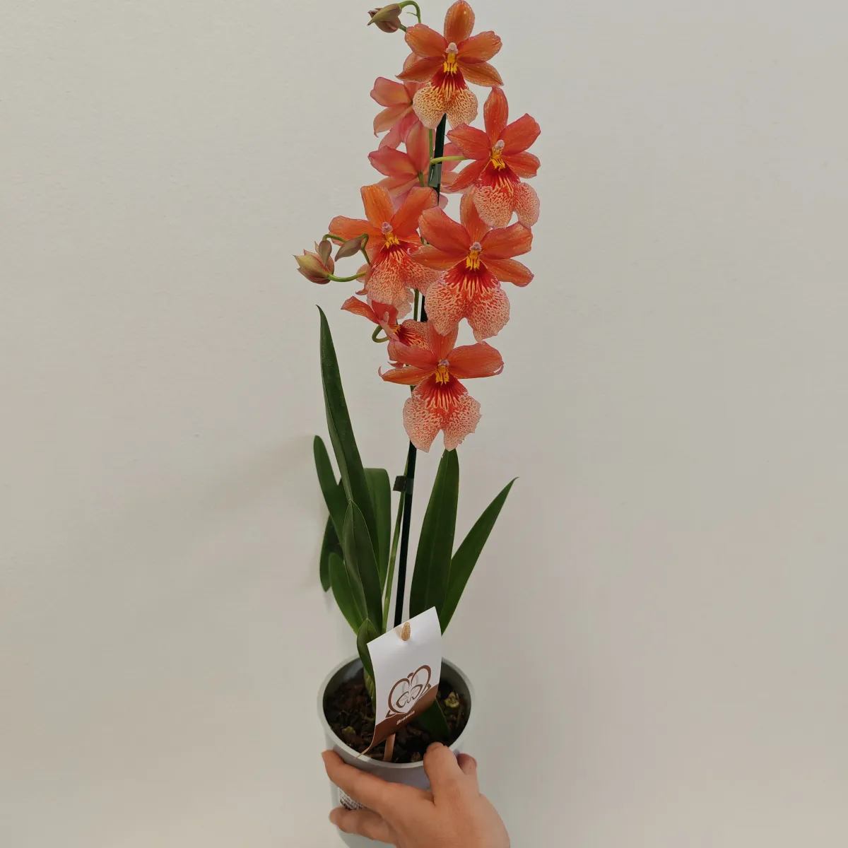 cambria “nelly isler” – orange - slika 2