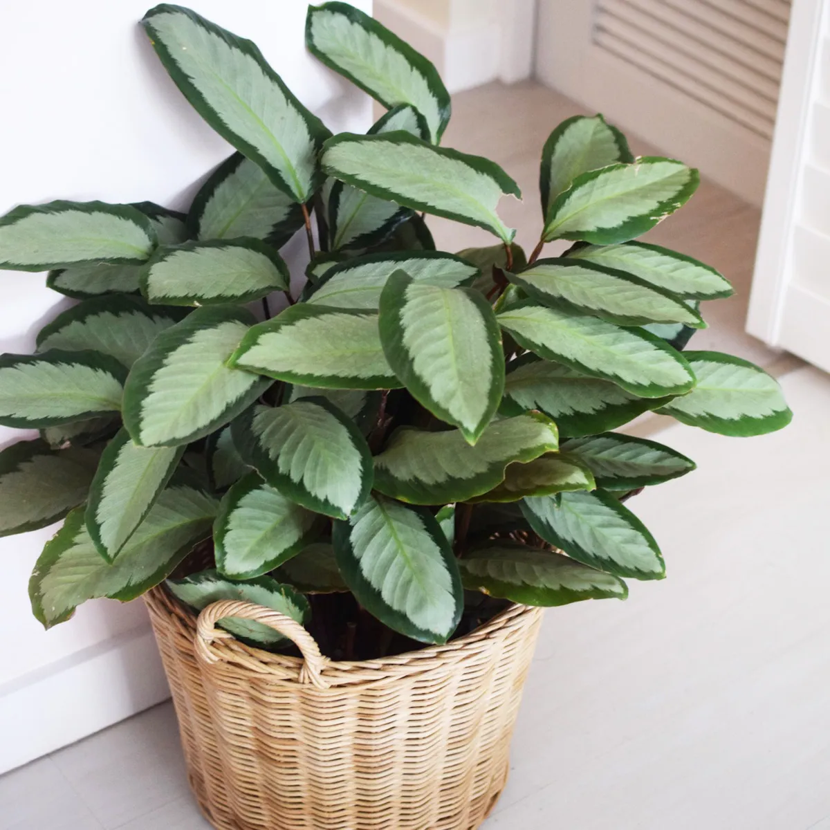 calathea picturata “argentea” - slika 4