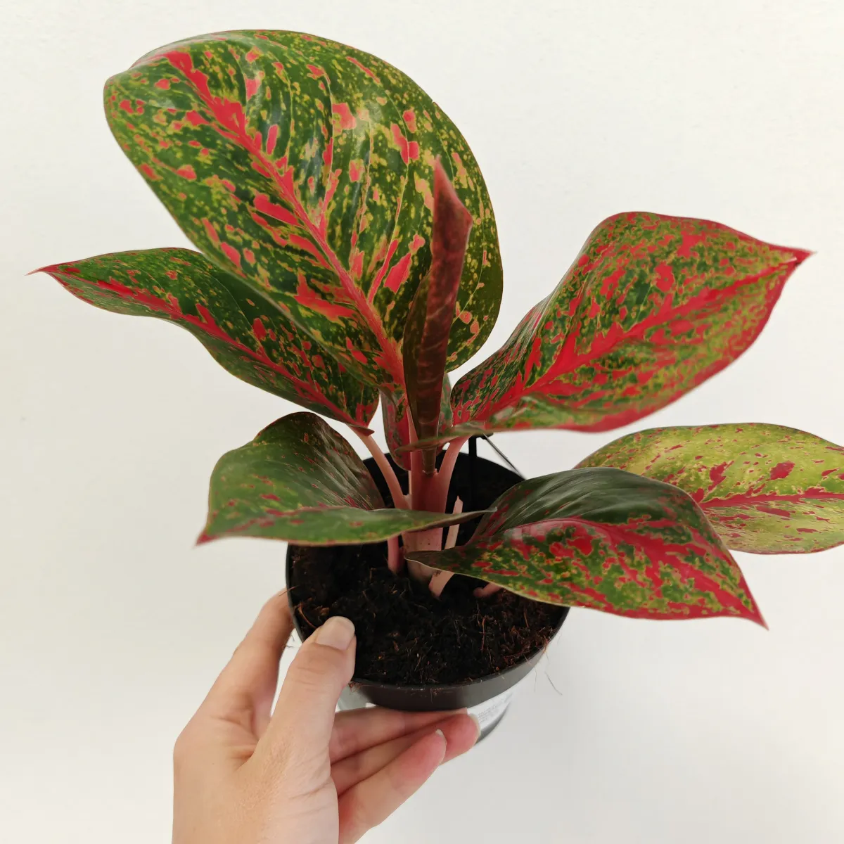 aglaonema ‘red sprinkles’ - slika 3