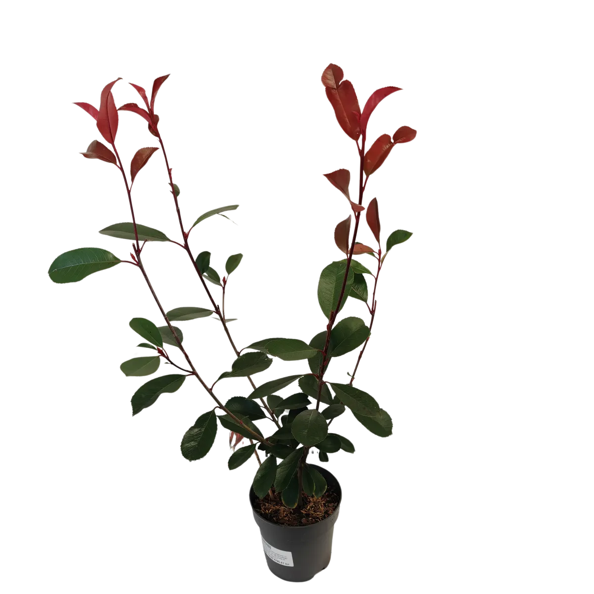 photinia fr. “red robin” - slika 5