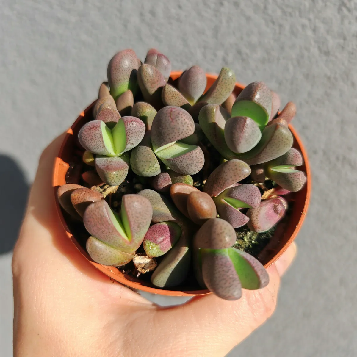 lithops species - slika 9