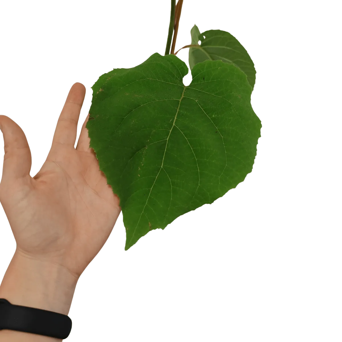 actinidia de.”gold” kiwi - slika 4