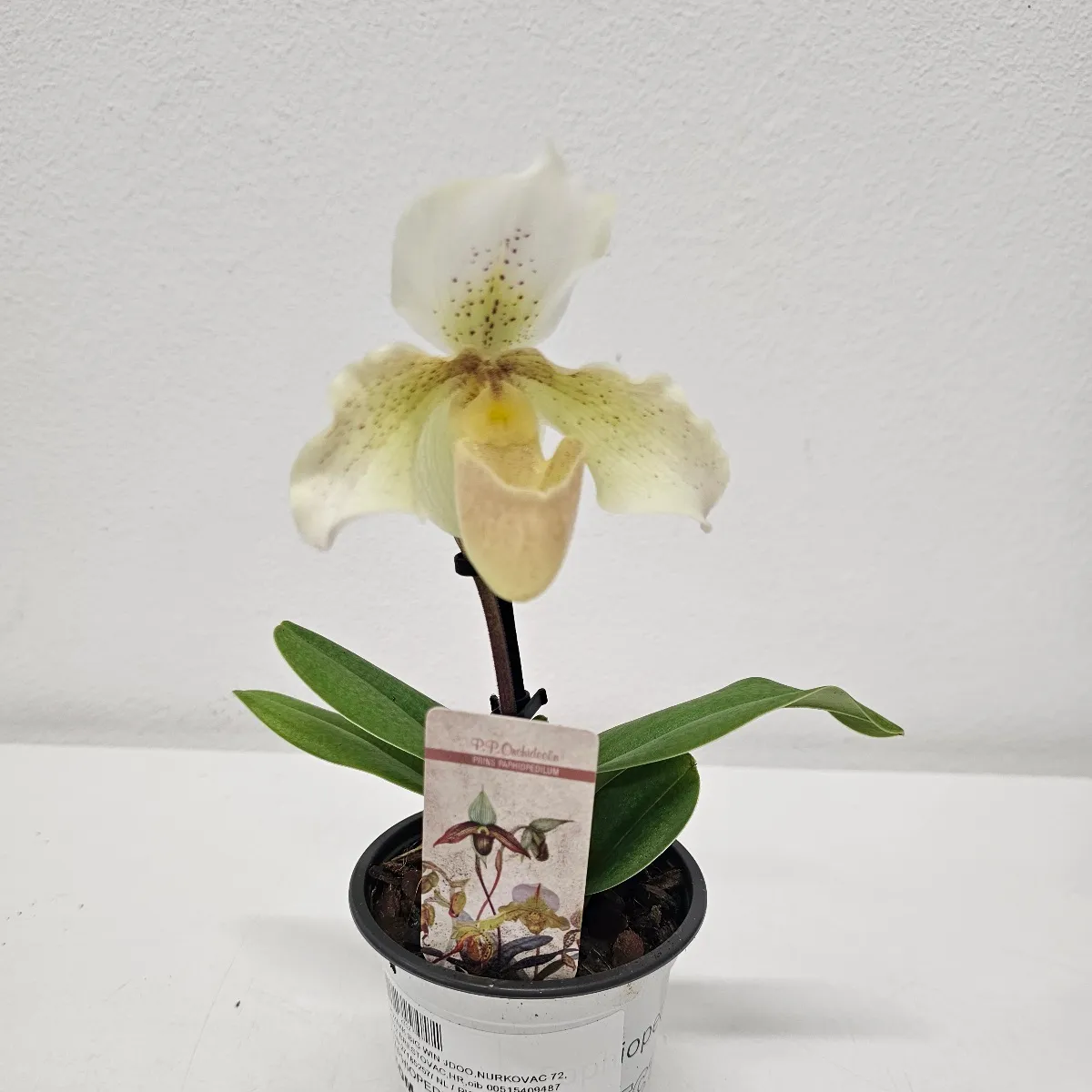 paphiopedilum maudiae/orhideja - slika 2