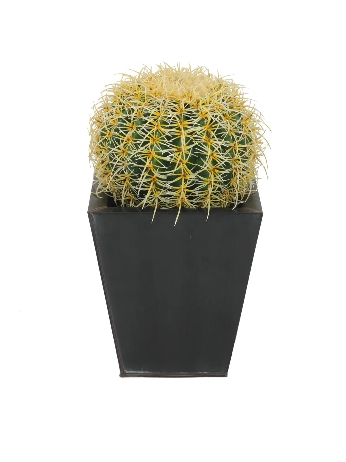 EUROPALMS Barrel Cactus, 27cm - Križevci