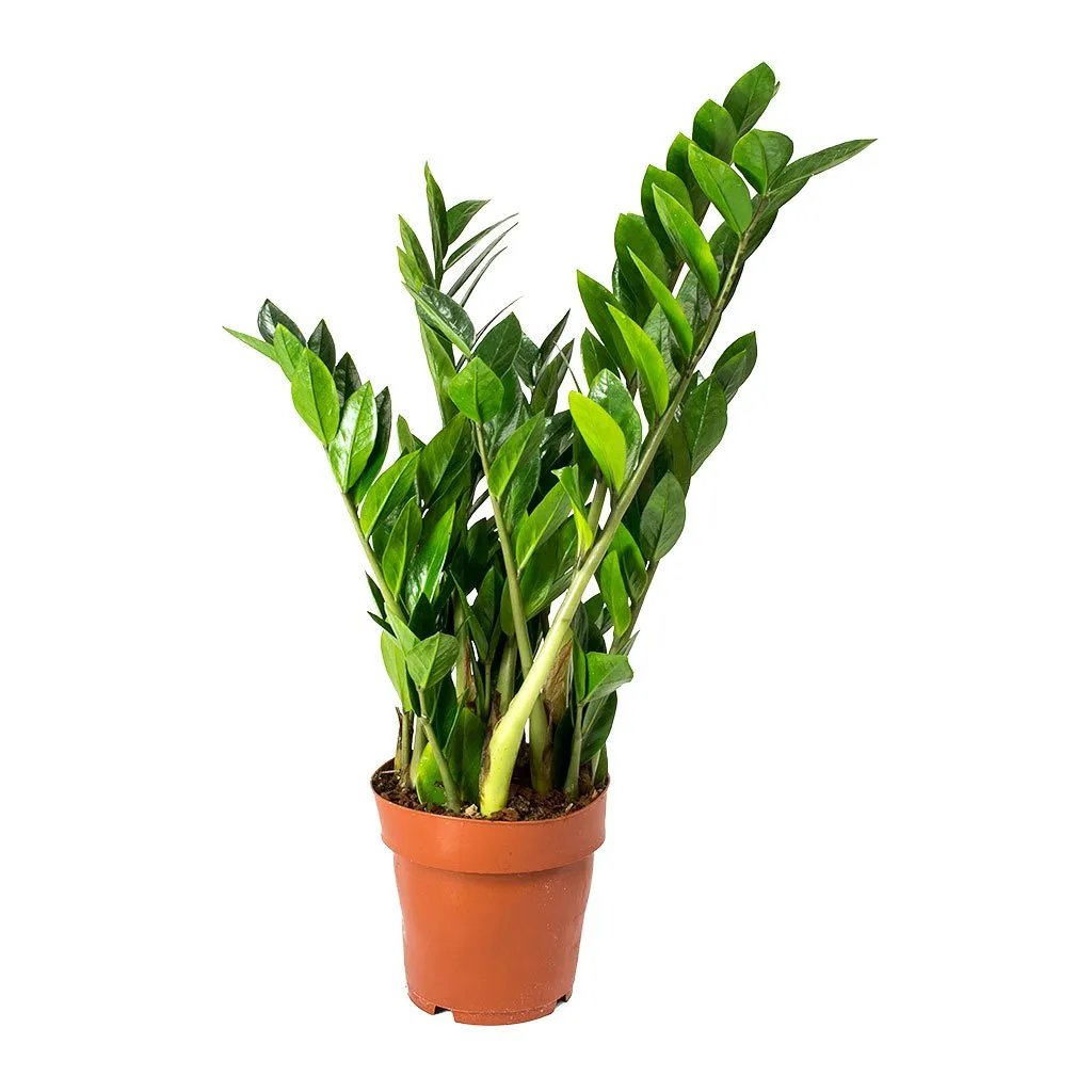 zamioculcas zamiifolia - slika 3