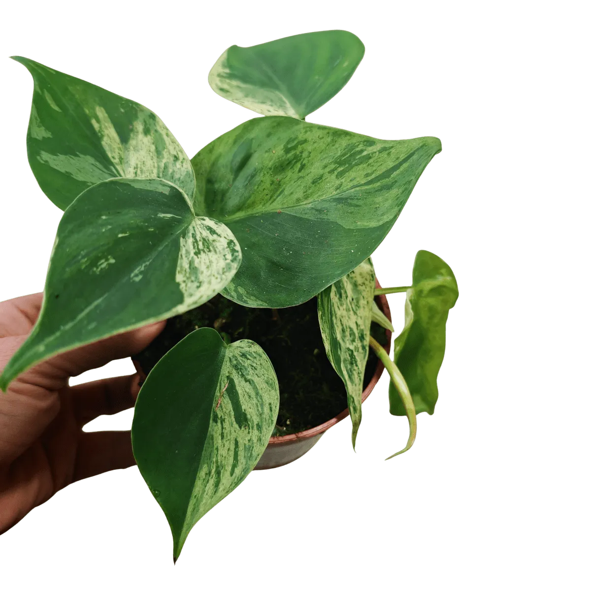 PHILODENDRON HED. “Oxycardium Variegata” - Brestovac