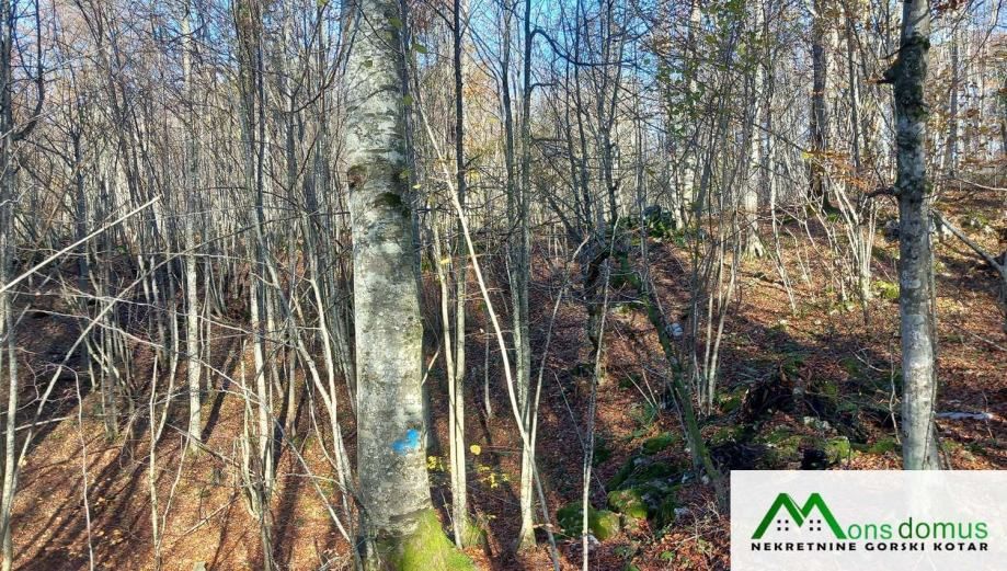 ulaganje u budućnost.. 144.635 m2 šume! - slika 7