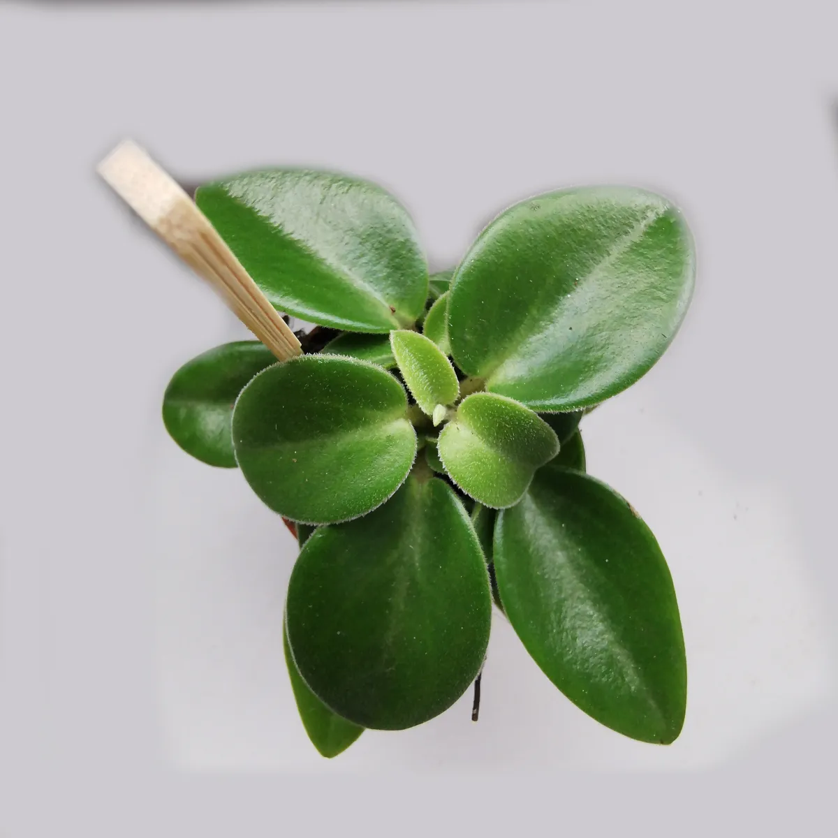peperomia - sobna biljka - slika 4