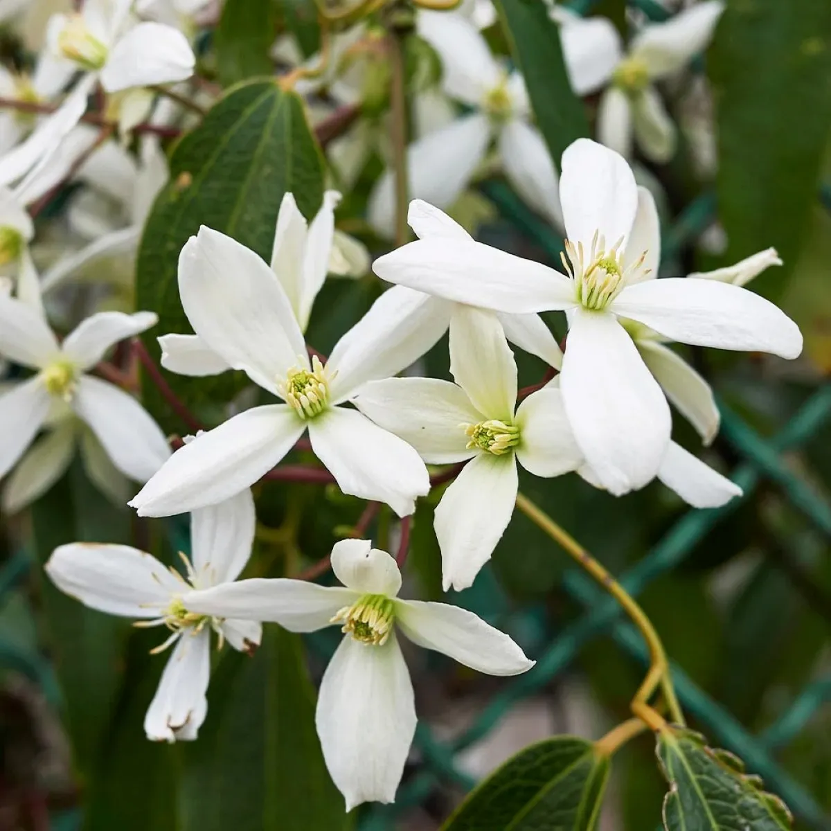 clematis arm. “snowdraft” - slika 2