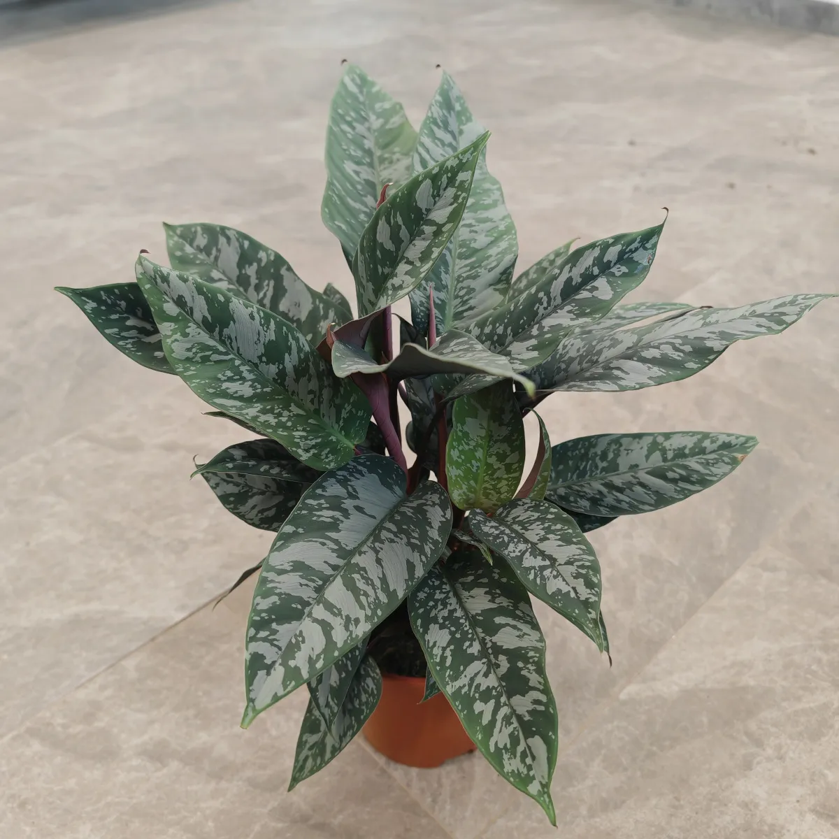 Apoballis Acuminatissima - Brestovac