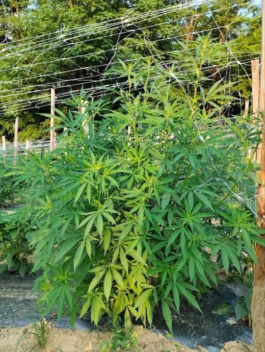 *cbg-cbd cvijet konoplje* - slika 6