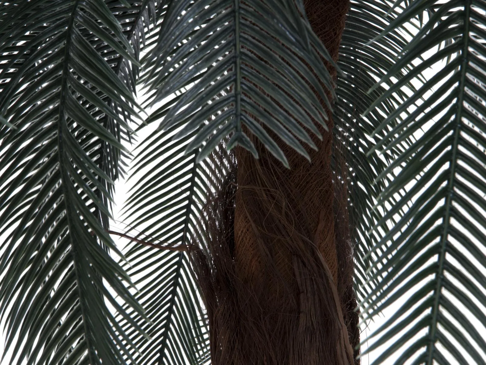 europalms cycus palm tree 210cm - slika 2