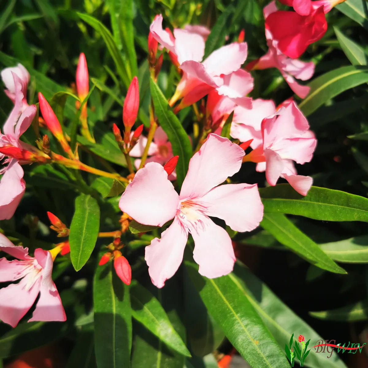 nerium oleander - slika 3