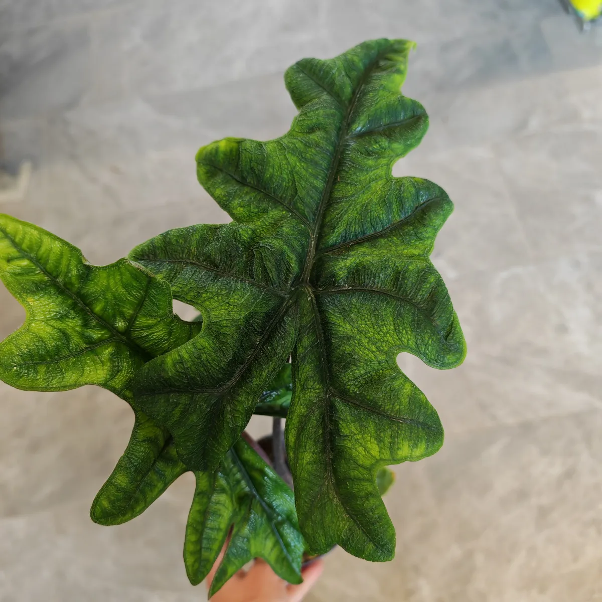 alocasia “jacklyn” - slika 6