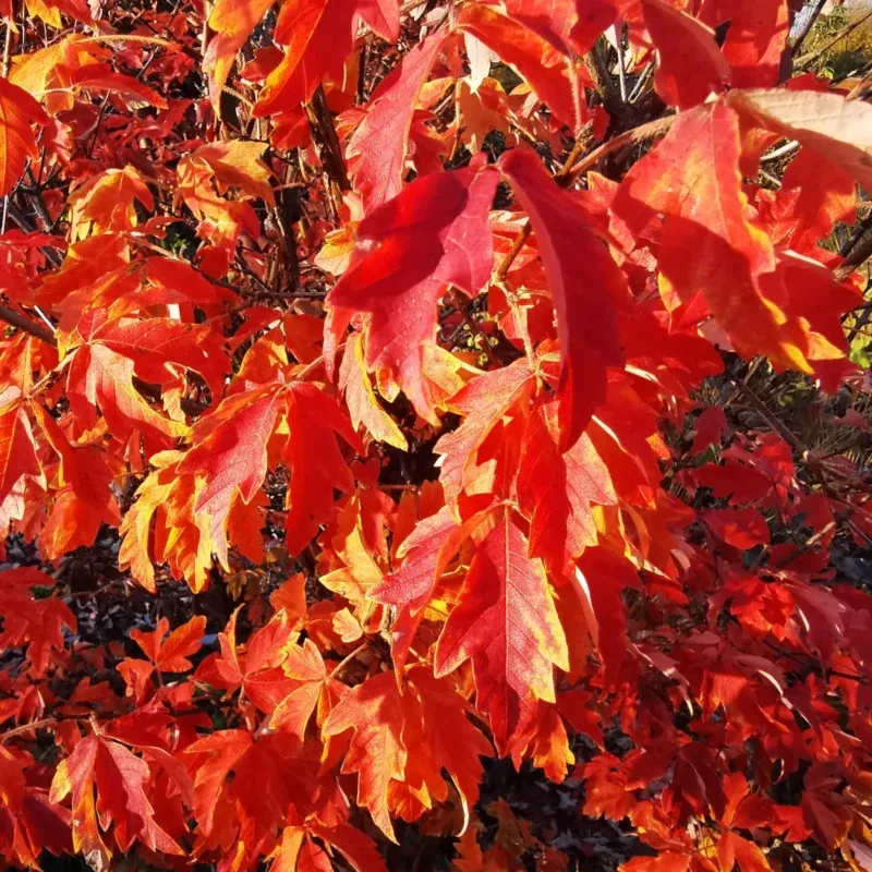 acer griseum - slika 6