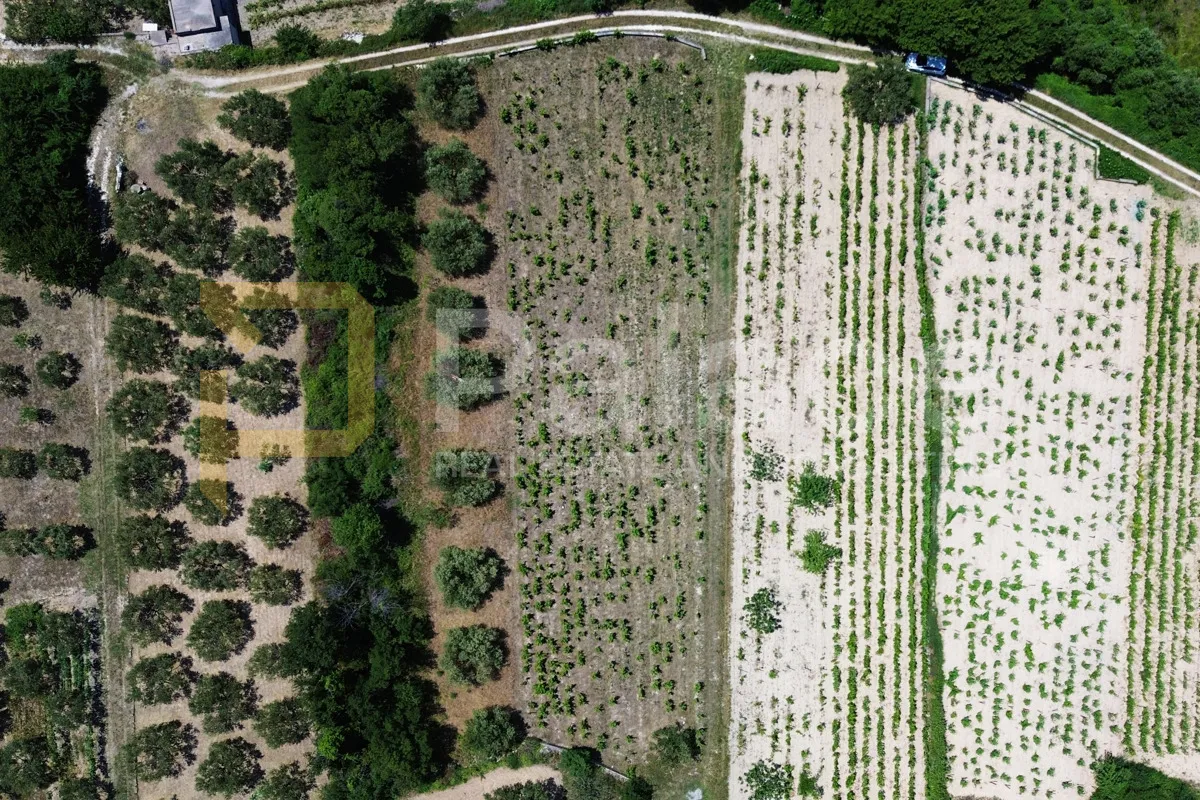 prodaja vinograda 1.470m2 - donje polje - slika 3