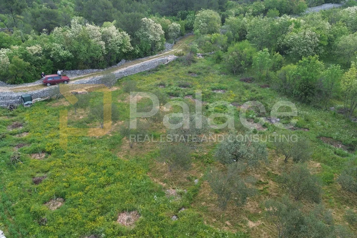 uređeni maslinik s 30 rodnih maslina, bilice, 883 m2 - slika 3