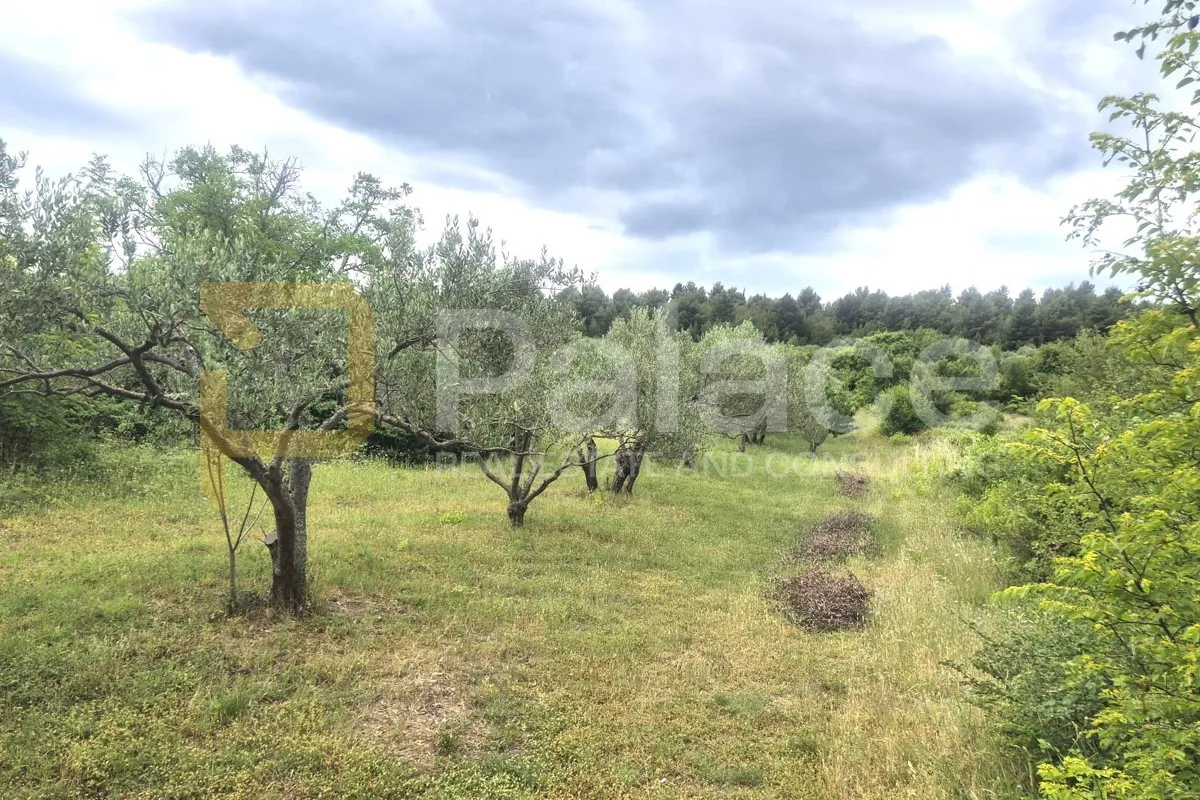 Rodni maslinik s 19 maslina uredno održavan 1542 m2 Skradin -Međare - Međare, Skradin