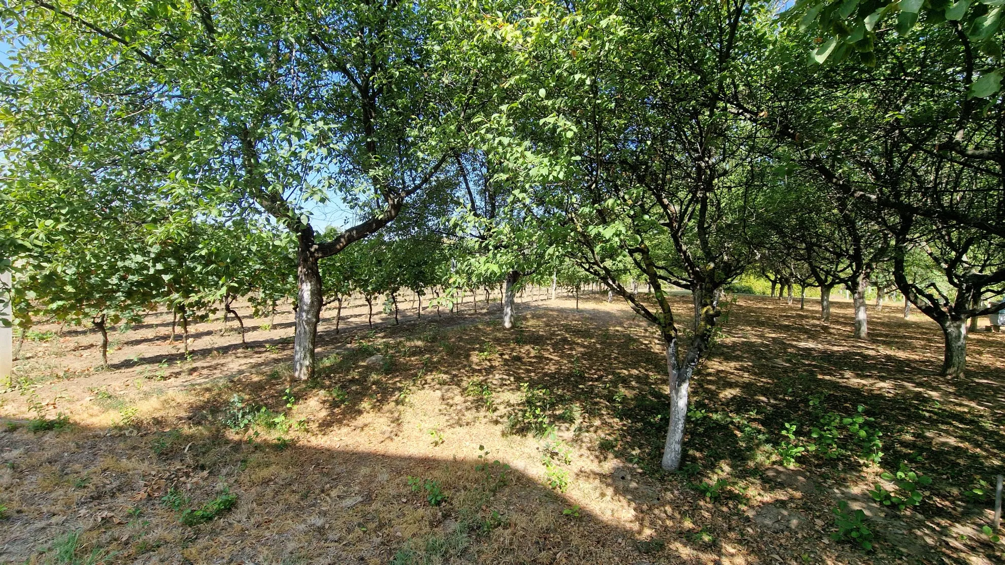 prodaja vikendice s voćnjakom, dalj planina - slika 2